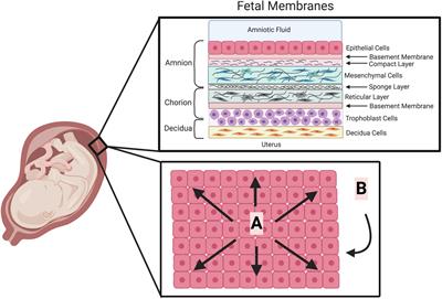 The Role of Danger Associated Molecular Patterns in Human Fetal Membrane Weakening